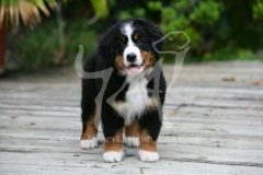 Bernese Mountain Dog