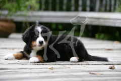 Bernese Mountain Dog