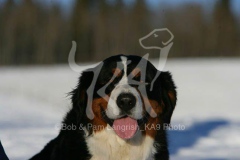 Bernese Mountain Dog