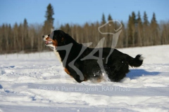 Bernese Mountain Dog