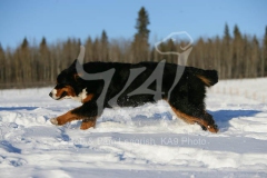 Bernese Mountain Dog