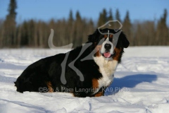 Bernese Mountain Dog