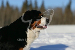 Bernese Mountain Dog