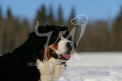 Bernese Mountain Dog