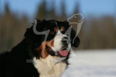 Bernese Mountain Dog