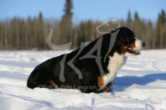 Bernese Mountain Dog