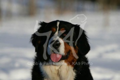 Bernese Mountain Dog