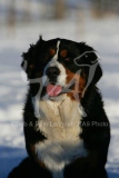 Bernese Mountain Dog