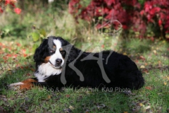 Bernese Mountain Dog