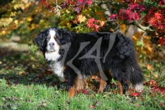 Bernese Mountain Dog