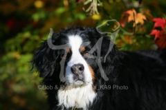 Bernese Mountain Dog