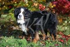 Bernese Mountain Dog