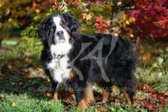 Bernese Mountain Dog