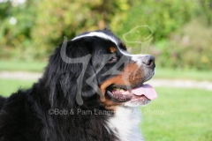 Bernese Mountain Dog