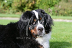 Bernese Mountain Dog