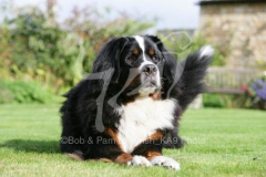 Bernese Mountain Dog