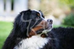 Bernese Mountain Dog