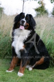 Bernese Mountain Dog