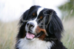 Bernese Mountain Dog