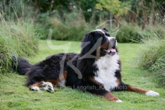 Bernese Mountain Dog