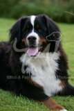 Bernese Mountain Dog