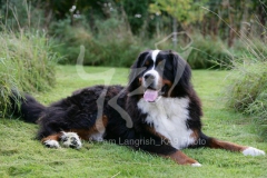 Bernese Mountain Dog