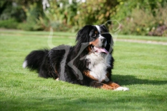 Bernese Mountain Dog