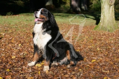 Bernese Mountain Dog