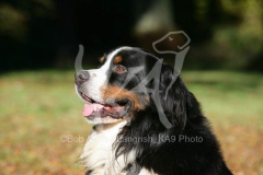 Bernese Mountain Dog