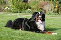 Bernese Mountain Dog