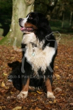 Bernese Mountain Dog