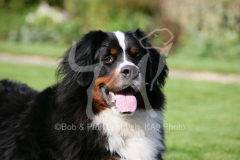 Bernese Mountain Dog