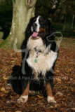 Bernese Mountain Dog