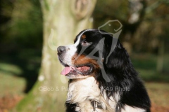 Bernese Mountain Dog