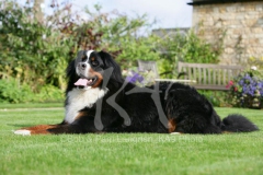 Bernese Mountain Dog