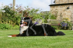 Bernese Mountain Dog