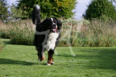 Bernese Mountain Dog