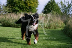 Bernese Mountain Dog