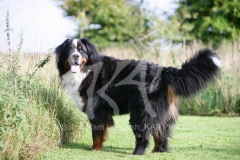 Bernese Mountain Dog