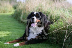 Bernese Mountain Dog