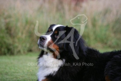 Bernese Mountain Dog