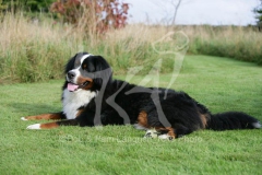 Bernese Mountain Dog