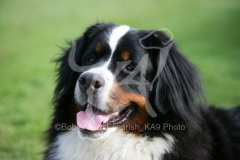 Bernese Mountain Dog