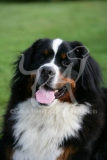 Bernese Mountain Dog