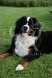 Bernese Mountain Dog