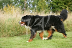 Bernese Mountain Dog