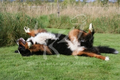 Bernese Mountain Dog