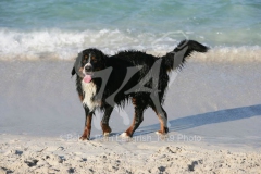 Bernese Mountain Dog