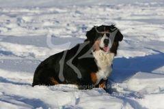 Bernese Mountain Dog