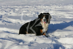 Bernese Mountain Dog